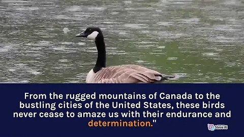 The Amazing Migration of Geese: A Spectacular Natural Wonder