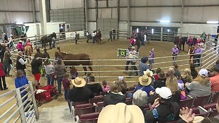 Local 4H clubs put wild horses up for adoption at the Idaho Horse Expo