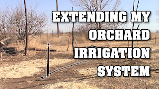 Extending My Orchard Irrigation