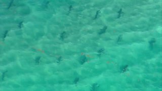 CHOPPER 5: Shark migration off Palm Beach County coast