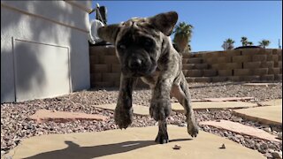 Puppy Smiling While Playing