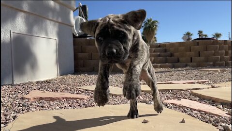 Puppy Smiling While Playing