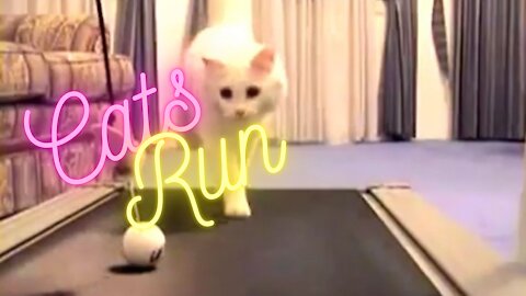 Cats running on the treadmill !FUNNY @.@