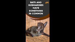 How Do Bats Survive? *