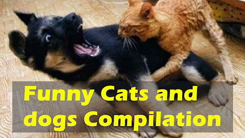 Baby cats cute and funny cat videos compilation
