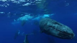Whales filmed racing to mate!