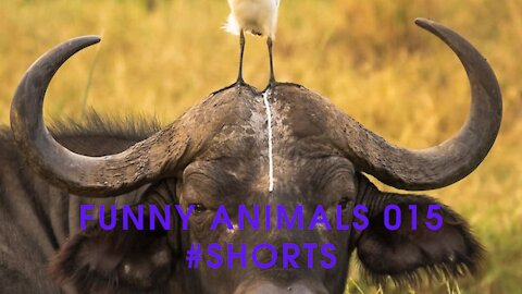 Funny animals 015 #shorts