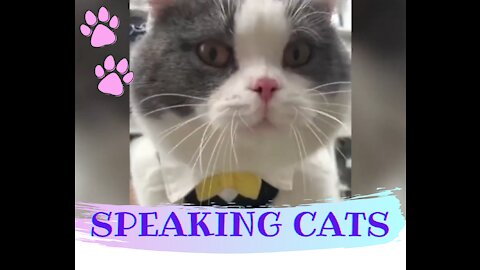 Funny video with cats speaking English better than a human!