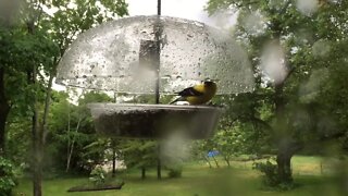 A goldfinch defending its food