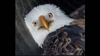 Hungry Bald Eagle risks death for a snack