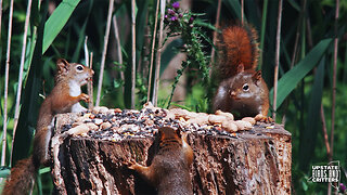 Cat TV 🐱 Dog TV 🐶 Upstate Birds And Critters: Ep 303— 062724