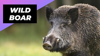 Wild Boar 🐗 The Ferocious Beast Of The Forest