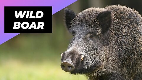 Wild Boar 🐗 The Ferocious Beast Of The Forest