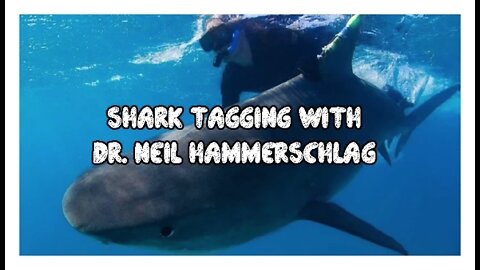 Shark Tagging with Dr. Neil Hammerschlag