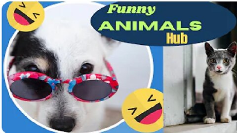 Funny animals 😄hub,funny animals club youtube, 🤣, funny animals dancing 💃😄, funny animals fighting 😄