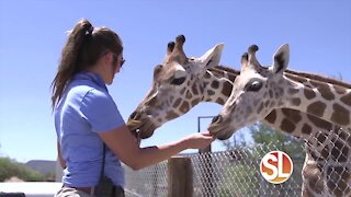 Out of Africa Wildlife Park: Meet the adorable baby giraffes!
