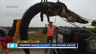 500+ pound gator relocated from private property in Parrish