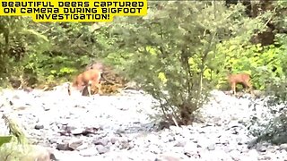 Beautiful Deers Captured On Camera During Bigfoot Investigation!