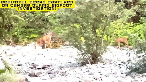 Beautiful Deers Captured On Camera During Bigfoot Investigation!