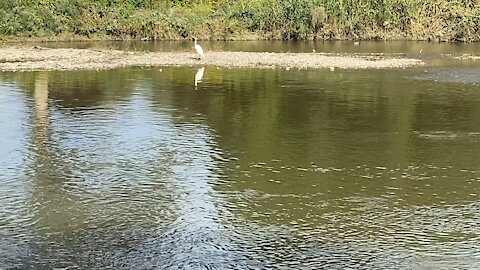 3 White Egret lots of Cormorants