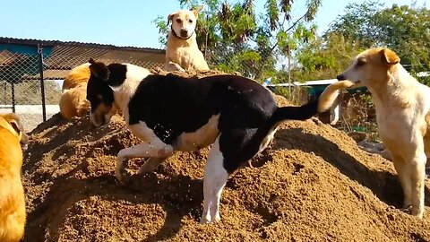 Shelter dogs LOVE sand!