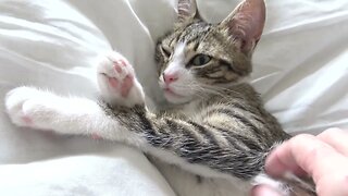 Baby Cat Sleeps with His Tongue Out and an Eye Open