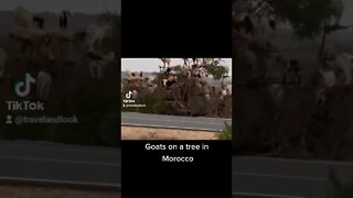 Goats on a tree in Morocco