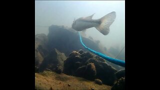 Bass Underwater