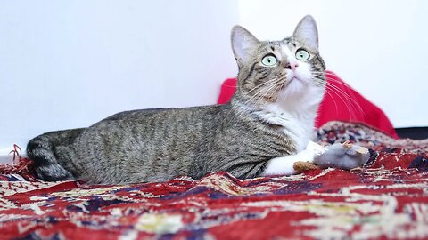 Cute Tabby Cat Sits on the Carpet