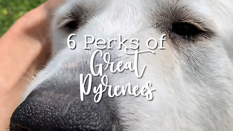6 Benefits to Great Pyrenees Dogs…Stick around for number 6! 😋