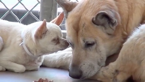 Elderly dogs abandoned at shelter find new home together