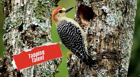 Tapping Talent: Woodpecker's Tree-top Stand-up Comedy!