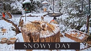 A Relaxing Snowy Day With Birds and Squirrels