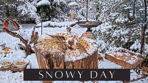 A Relaxing Snowy Day With Birds and Squirrels