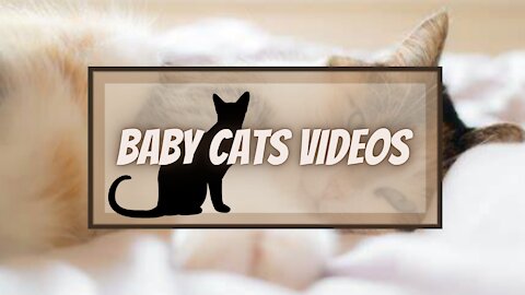 Baby Cats Video - Funny and Cute Cat Videos 2020 Compilation FOND OF ANOMALS