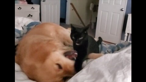 Golden Retriever & Cat playing on bed
