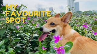 Shinji The Corgi- My Favourite Spot and National Stadium