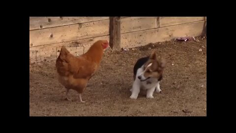 Chicken VS Dog Fight - Funny Dog Fight Videos