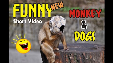 Short Funny Dogs and monkey