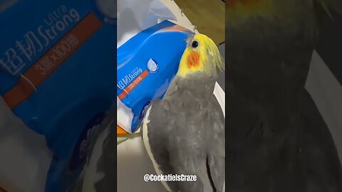 Jojo the Cute Cockatiel Sings Happily! | Cockatiels Craze