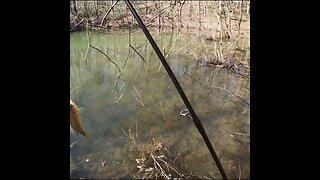 Bluegill Caught on mini lure