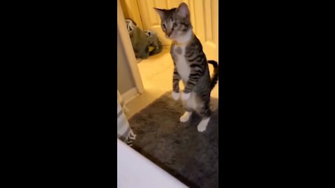 OMG 😅 cute cat Doing funny things 😻 #2