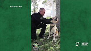 Pasco K9 deputy finds new role after beating cancer