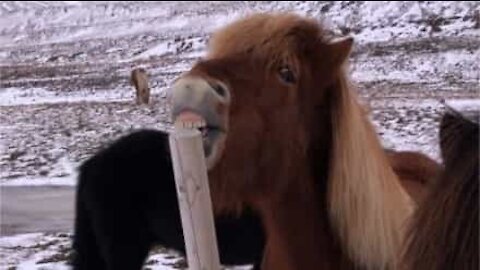 Cavalo tenta comer poste e cria cena hilária