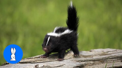 Cute & Adorable Baby Skunks Trying To Spray For The 1st Time.