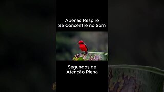 Alívio para o Estresse e Ansiedade Relaxar e Meditar com Sons da Natureza #shorts