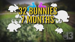 Las Vegas family needs help after bunnies multiply again and again