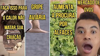 O CALOR PODE MATAR SUAS CODORNAS/ OVOS / GRIPE AVIÁRIA/ DICAS DO CRIATÓRIO MOREIRA