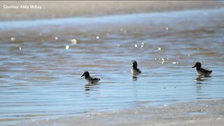 Rare discovery involving threatened species found at Fort De Soto