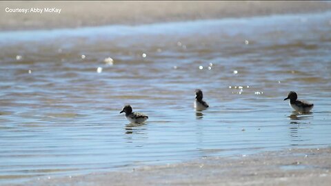 Rare discovery involving threatened species found at Fort De Soto